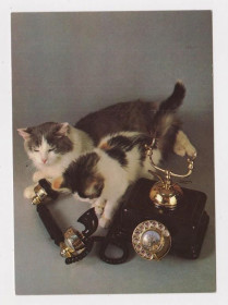 СРСР СССР ^/--/^ НЕ ДОЗВОНИЛИСЬ  КОШКА - КОТ  1989 г.  ТКАЧЕНКО  чистая  ^_^^^ Не задоволені кішки - кіт 1989 р. Ткаченко чиста - фото фото фото