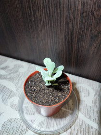 Кімнатні Комнатные ^/--/^ Котиледон орбікулата   (cotyledon orbiculata) ^_^^^ Котиледон орбикулата (cotyledon orbiculata) - фото фото фото