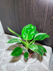 Кімнатні Комнатные ^/--/^ Філодендрон Біркін     (philodendron birkin) ^_^^^ Филодендрон Биркин (philodendron birkin) - фото фото фото