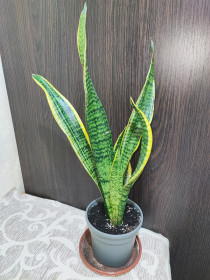 Кімнатні Комнатные ^/--/^ Сансевієрія трисмугова Лауренті  (sansevieria trafasciata laurentii) ^_^^^ Сансевиерия трехполосная Лауренти (sansevieria trafasciata laurentii) - фото фото фото