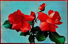СРСР СССР ^/--/^ Открытка Розы. Фото В. Грицюк Издательство &amp;quot;Изобразительное искусство&amp;quot; М. 1975 /--/ г чистая Цветы ^_^^^ Рози. Фото В. Грицюк 1975 /--/ р чиста - фото фото фото