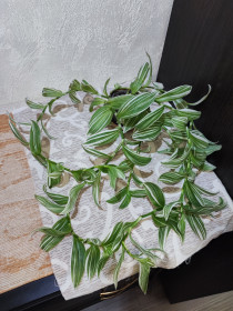 Кімнатні Комнатные ^/--/^ Традесканція Альбовітата      (tradescantia fluminensis albovittata) ^_^^^ Традесканция Альбовитата (tradescantia fluminensis albovittata) - фото фото фото