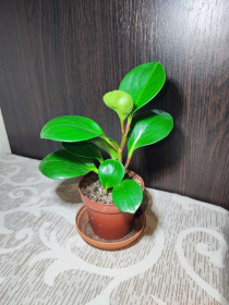 Кімнатні Комнатные ^/--/^ Пеперомія туполисна  (peperomia obtusifolia green) ^_^^^ Пеперомия туполисная (peperomia obtusifolia green) - фото фото фото