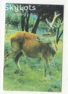 Календарі Календари ^/--/^ СССР 1989 Календарик  Флора Фауна Лось ^_^^^ СРСР 1989 Календарик Флора Фауна Лось - фото фото фото