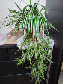 Кімнатні Комнатные ^/--/^ Хлорофітум Чубатий Оушен  (chlorophytum comosum ocean) - фото фото фото