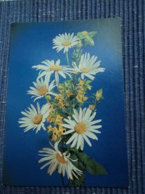 СРСР СССР ^/--/^ Цветы. Ромашки. Композиция. 1988 /--/ г.. Поздравляю. ^_^^^ Квіти. Ромашки. Композиція. 1988. Вітаємо. - фото фото фото