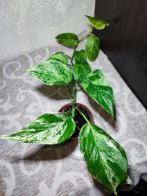 Кімнатні Комнатные ^/--/^ Епіпремнум Марбл Квін    (epipremnum marble queen) ^_^^^ Эпипремнум золотистый (marble queen) - фото фото фото