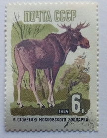 СРСР - СССР - ^/--/^ СССР 1964 Лось, гашеная ^_^^^ СРСР 1964 Лось, гашена - фото фото фото