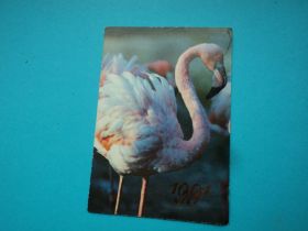 Календарі Календари ^/--/^ Фауна. Птицы. Фламинго. 1991 /--/ г. ^_^^^ Фауна. Птахи. Фламінго. 1991 /--/ р. - фото фото фото