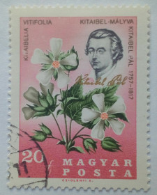 Угорщина Венгрия ^/--/^ Венгрия 1967 Пауль Китайбель, цветы, 20 /--/ F, гашеная ^_^^^ Угорщина 1967 Пауль Китайбель, квіти, 20 /--/ F, гашена - фото фото фото