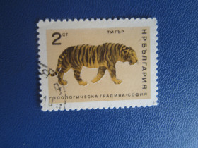 Фауна Фауна ^/--/^ Марка Болгарія 1966 фауна тигр гаш ^_^^^ Марка Болгария 1966 фауна тигр гаш - фото фото фото