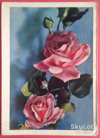 СРСР СССР ^/--/^ СССР 1963 флора цветы ХПК Зак. 2576 прошла почту ^_^^^ СРСР 1963 флора квіти ХПК Зак. 2576 пройшла пошту - фото фото фото