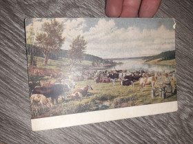 СРСР СССР ^/--/^ Открытка СССР Колхозное стадо 1952 /--/ г. ^_^^^ Листівка СРСР Колгоспне стадо 1952 /--/ р. - фото фото фото