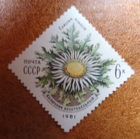 СРСР - СССР - ^/--/^ СССР 1981 г. Флора. Растения. Цветы. Бесстебельный колючник. ^_^^^ СРСР 1981 Флора. Рослини. Квіти. Безтебельний колючник. - фото фото фото