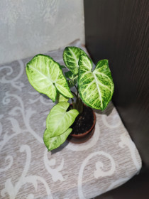 Кімнатні Комнатные ^/--/^ Сингоніум ніжколистий  (syngonium podophyllum) ^_^^^ Сингониум Пикси (syngonium pixie) - фото фото фото