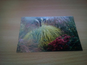 Іноземні Иностранные ^/--/^ Фотооткрытка сада &amp;quot;Marchants Hardy Plants, Sussex&amp;quot; (Англия) ^_^^^ Фотовідкритка саду &amp;quot;Marchants Hardy Plants, Sussex &amp;quot; (Англія) - фото фото фото