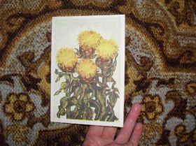 Іноземні Иностранные ^/--/^ Моника Жеромска. Центаурея. Польша ^_^^^ Моніка Жеромська. Центаурея. Польща - фото фото фото