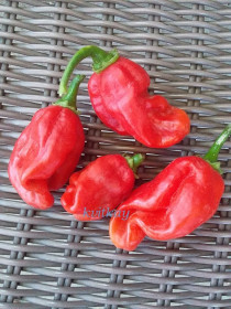 Насіння Семена ^/--/^ Насiння перцю гiркого Скотч Боннет МОА червоний  (Scotch Bonnet MOA red) ^_^^^ Скотч Боннет МОА красный (Scotch Bonnet MOA red) - фото фото фото