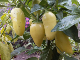 Насіння Семена ^/--/^ Насіння перцю гострого  Халапеньо білий  (Jalapeno White) ^_^^^ Семена перца острого Халапеньо белый (Jalapeno White) - фото фото фото