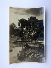 СРСР СССР ^/--/^ Открытка СССР 1953 /--/ г. КРЫМ. ЯЛТА. Никитский Ботан. сад им. Молотова. Алуштинская типография Тир. 1940 ^_^^^ Листівка СРСР 1953 /--/ р. Крим. Ялта. Нікітський Ботан. сад ім. Алуштинська друкарня Тир. 1940 - фото фото фото