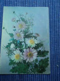 СРСР СССР ^/--/^ Цветы. Хризантемы. Композиция. СССР 1991 /--/ г. ^_^^^ Квіти. Хризантеми. Композиція. СРСР 1991 /--/ р. - фото фото фото