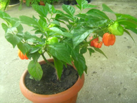 Насіння Семена ^/--/^ Насіння перцю гострого  Habanero RED ^_^^^ Семена перца комнатного острого Aji Dulce - фото фото фото