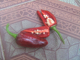 Насіння Семена ^/--/^ Насіння перцю гострого Халапеньо Пурпл  ( Pepper Jalapeno purple) ^_^^^ Семена перца горького Санта фе Гранде - фото фото фото