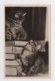 СРСР СССР ^/--/^ КОТЯТА с КНИГАМИ  ОТКРЫТОЕ ПИСЬМО - 1950-е гг. - Клинцовская артель  п/п  тираж 5 тыс.  ^_^^^ КОТЯТА З КНИГАМИ ВІДКРИТЕ ПИСЬМО - 1950-і рр. Клинцівська артіль п/п тираж 5 тис. - фото фото фото