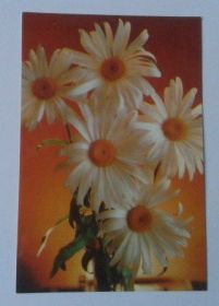 Календарі Календари ^/--/^ Календарик. Квіти, ромашки. 1990 /--/ р. ^_^^^ Календарик. Цветы, ромашки. 1990 /--/ г. - фото фото фото