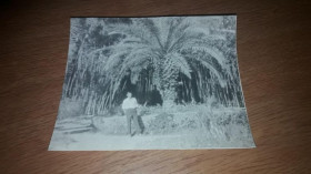 Листи, фото Письма, фото ^/--/^ Фотокарточка 1960-е Анемичный курортник, пальма ^_^^^ Фотокартка 1960-е Анемічний курортник, пальма - фото фото фото