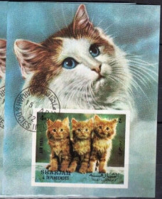 Інше Другое ^/--/^ Шарджа Фауна Коты 1972 ^_^^^ Шарджа Фауна Коти 1972 - фото фото фото