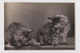 СРСР СССР ^/--/^ КОТЯТА  ПОЧТОВАЯ КАРТОЧКА - 1956 г.  п/п  тираж 20 тыс.  ^_^^^ Котята поштова карточка - 1956 р. п/п тираж 20 тис. - фото фото фото
