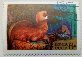 СРСР - СССР - ^/--/^ СССР 1975 Колонок, фауна, гашеная ^_^^^ СРСР 1975 Колонок, фауна, гашена - фото фото фото