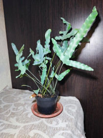 Кімнатні Комнатные ^/--/^ Флебодіум золотистий Блю Стар    (phlebodium aureum &amp;apos;blue star&amp;apos;) ^_^^^ Флебодиум золотистый Блю Стар (phlebodium aureum &amp;apos;blue star&amp;apos;) - фото фото фото