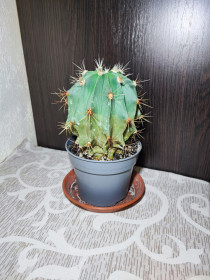 Кімнатні Комнатные ^/--/^ Кактус ^_^^^ Кактус (ferocactus) - фото фото фото