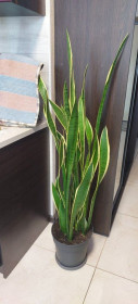 Кімнатні Комнатные ^/--/^ Сансевієрія трисмугова   (sansevieria trafasciata laurentii) ^_^^^ Сансевиерия трехполосная (sansevieria trafasciata laurentii) - фото фото фото