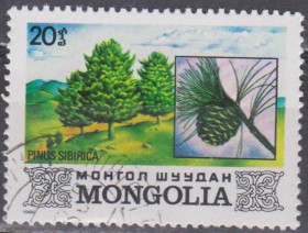 Флора Флора ^/--/^ Монголия 1982 флора деревья шишки ^_^^^ Монголія 1982 флора дерева шишки - фото фото фото