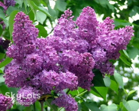 Садові Садовые ^/--/^ Сирень. Бузок.  Саджанець бузка  + Секрет, как посадить, чтобы быстрее разрослась) *** Колір білий, фіолетовий і сиреневий - ранняя, красивенная сирень ^_^^^ Сирень. Бузок. Секрет, как посадить, чтобы быстрее разрослась Цвет белый, фиолетовый и сиреневой - ранняя, красивенная сирень - фото фото фото