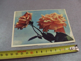 СРСР СССР ^/--/^ открытка розы шагина 1962 №12493 ^_^^^ листівка троянди крокина 1962 No /--/ 12493 - фото фото фото