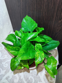 Кімнатні Комнатные ^/--/^ Епіпремнум  (epipremnum pinnaturr golden pothos) ^_^^^ Эпипремнум (epipremnum pinnaturr golden pothos) - фото фото фото