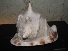 Сувенири Сувениры ^/--/^ МОРСКАЯ РАКОВИНА БОЛЬШАЯ. ^_^^^ МОРСЬКА РАКОВИНА БІЛЬША. - фото фото фото