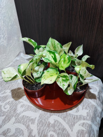 Кімнатні Комнатные ^/--/^ Епіпремнум Хеппі Ліф     (epipremnum happy leaf) ^_^^^ Эпипремнум Хэппи Лиф (epipremnum happy leaf) - фото фото фото