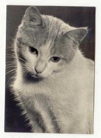 СРСР СССР ^/--/^ Чехословакия  Открытка Флора Фауна  Кошка Кот  Старое фото ^_^^^ Чехословаччина Листівка Флора Фауна Кішка Кот Старе фото - фото фото фото