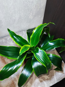 Кімнатні Комнатные ^/--/^ Драцена запашна Дорадо   (dracaena fragrans dorado) ^_^^^ Драцена душистая Дорадо (dracaena fragrans dorado) - фото фото фото