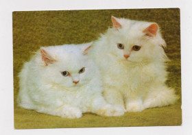 Іноземні Иностранные ^/--/^ КОТЯТА - КОТ = 1989 г. =  ГДР - ГЕРМАНИЯ = п/п ^_^^^ КОТЯТА - КОТ = 1989 р. = НДР - Німеччина = п/п - фото фото фото
