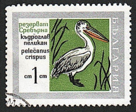 Фауна Фауна ^/--/^ Болгария. Пеликан. Птицы. Фауна ^_^^^ Болгарія. Пелікан. Птахи. Фауна - фото фото фото
