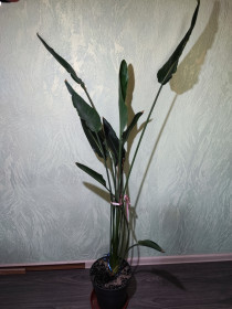 Кімнатні Комнатные ^/--/^ Стреліція королівська    (strelitzia reginae) ^_^^^ Стрелиция королевская (strelitzia reginae) - фото фото фото