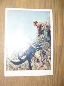 СРСР СССР ^/--/^ Редкий трофей. Фото Гиппенрейтера В. 1958 /--/ г. ^_^^^ Рідкісний трофей. Фото Гіппенрейтера В. 1958 /--/ р. - фото фото фото