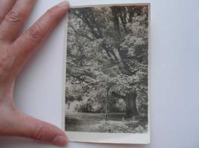 СРСР СССР ^/--/^ Открытка Любимый дуб Тургенева Тираж - 3000 1956 /--/ г. ^_^^^ Любимий дуб Тургенєва Тираж - 3000 1956 /--/ р. - фото фото фото