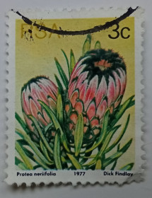 ПАР ЮАР ^/--/^ ЮАР 1977 Протея олеандролистная, флора, гашеная ^_^^^ 1977 Протея олеандролистная, флора, гашена - фото фото фото